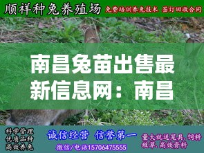 南昌兔苗出售最新信息网：南昌养兔基地在哪 