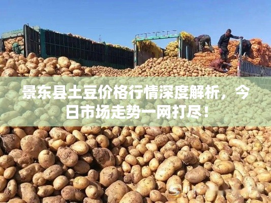 景东县土豆价格行情深度解析，今日市场走势一网打尽！