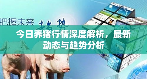 今日养猪行情深度解析，最新动态与趋势分析