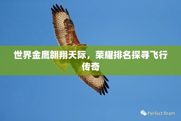 世界金鹰翱翔天际，荣耀排名探寻飞行传奇