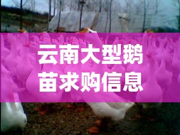 云南大型鹅苗求购信息最新：云南成品鹅收购商电话 