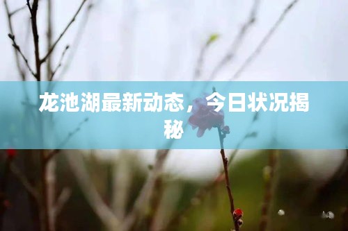 龙池湖最新动态，今日状况揭秘
