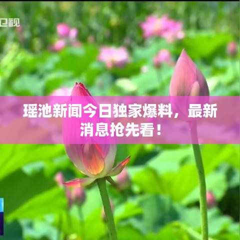 瑶池新闻今日独家爆料，最新消息抢先看！