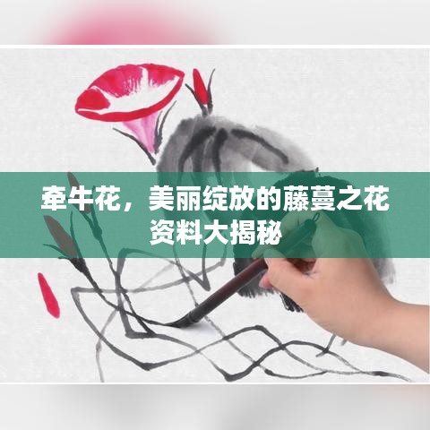 牵牛花，美丽绽放的藤蔓之花资料大揭秘