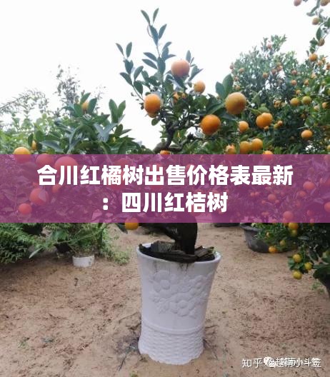 合川红橘树出售价格表最新：四川红桔树 