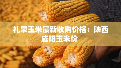 礼泉玉米最新收购价格：陕西咸阳玉米价 