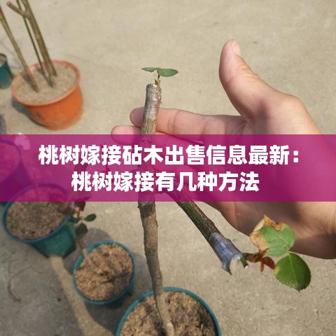 桃树嫁接砧木出售信息最新：桃树嫁接有几种方法 