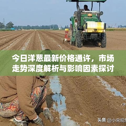 今日洋葱最新价格通许，市场走势深度解析与影响因素探讨