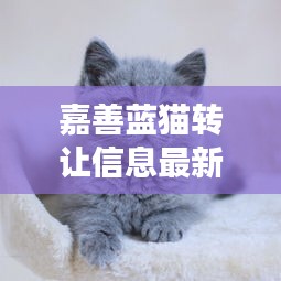 嘉善蓝猫转让信息最新消息：嘉善猫狗市场 