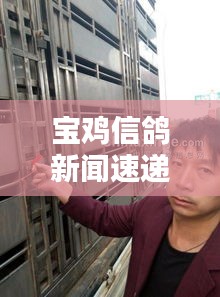 宝鸡信鸽新闻速递，最新动态与精彩报道