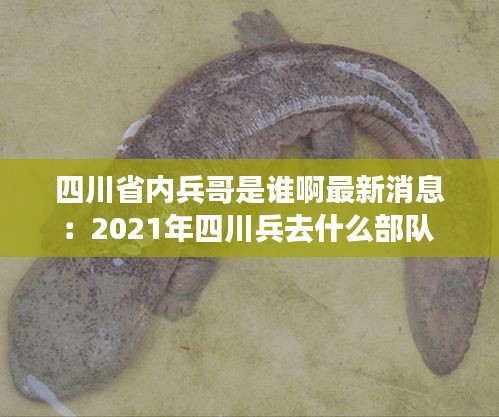 四川省内兵哥是谁啊最新消息：2021年四川兵去什么部队 