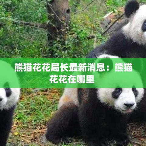 熊猫花花局长最新消息：熊猫花花在哪里 