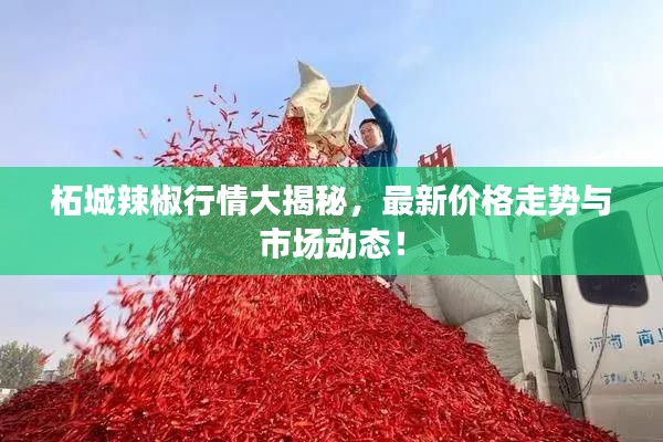 柘城辣椒行情大揭秘，最新价格走势与市场动态！
