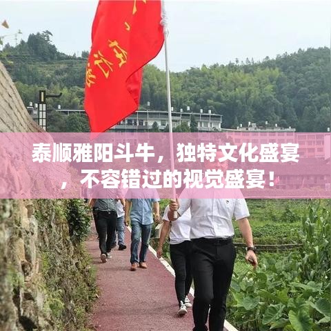 泰顺雅阳斗牛，独特文化盛宴，不容错过的视觉盛宴！