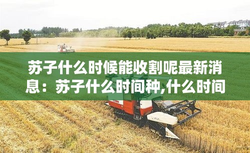 苏子什么时候能收割呢最新消息：苏子什么时间种,什么时间熟 