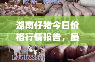 湖南仔猪今日价格行情报告，最新动态一网打尽
