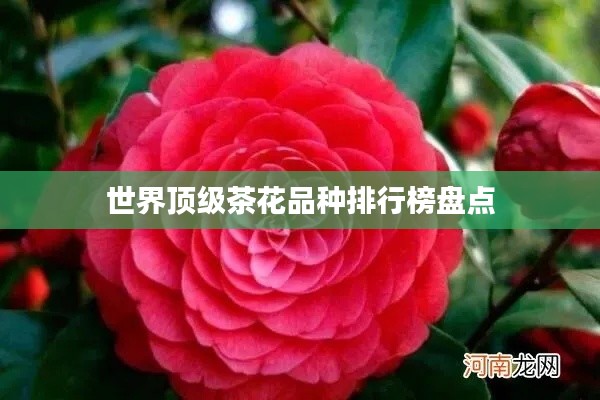 世界顶级茶花品种排行榜盘点