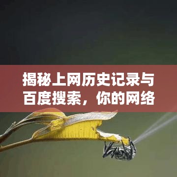 揭秘上网历史记录与百度搜索，你的网络足迹一网打尽！