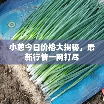 小葱今日价格大揭秘，最新行情一网打尽
