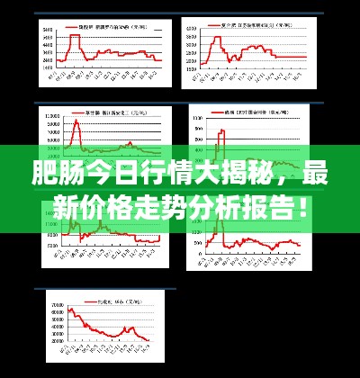 肥肠今日行情大揭秘，最新价格走势分析报告！