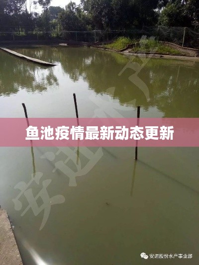 鱼池疫情最新动态更新
