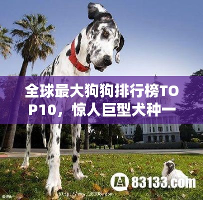 全球最大狗狗排行榜TOP10，惊人巨型犬种一览！