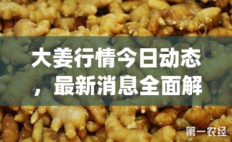 大姜行情今日动态，最新消息全面解析