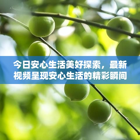 今日安心生活美好探索，最新视频呈现安心生活的精彩瞬间