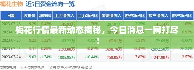 梅花行情最新动态揭秘，今日消息一网打尽！