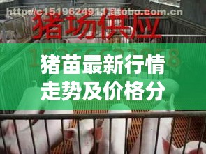 猪苗最新行情走势及价格分析