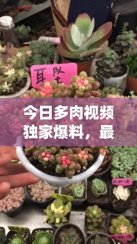 今日多肉视频独家爆料，最新动态一网打尽！