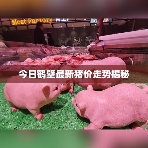 今日鹤壁最新猪价走势揭秘