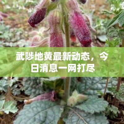 武陟地黄最新动态，今日消息一网打尽