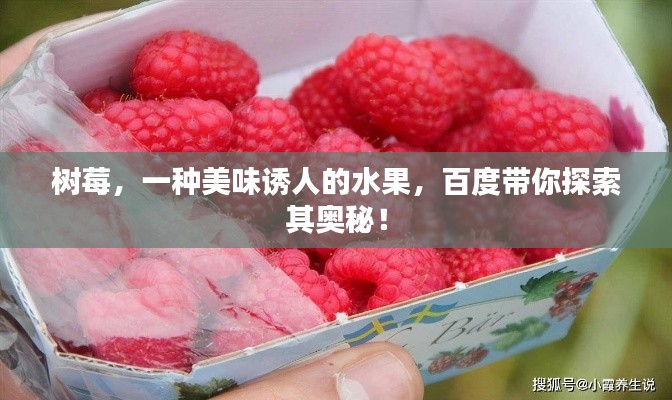 树莓，一种美味诱人的水果，百度带你探索其奥秘！
