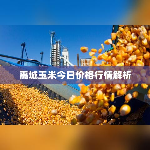 禹城玉米今日价格行情解析