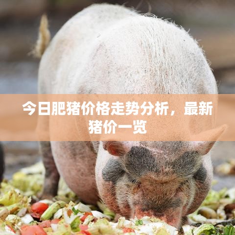 今日肥猪价格走势分析，最新猪价一览