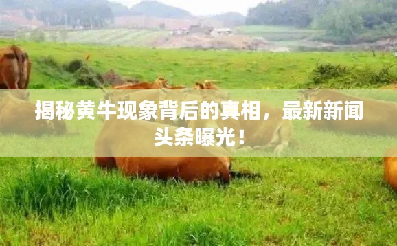 揭秘黄牛现象背后的真相，最新新闻头条曝光！
