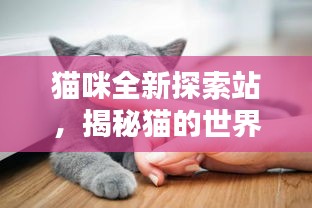 猫咪全新探索站，揭秘猫的世界，尽享独特乐趣