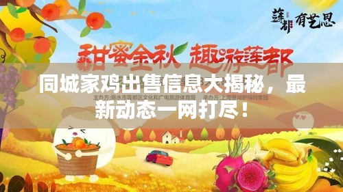 同城家鸡出售信息大揭秘，最新动态一网打尽！