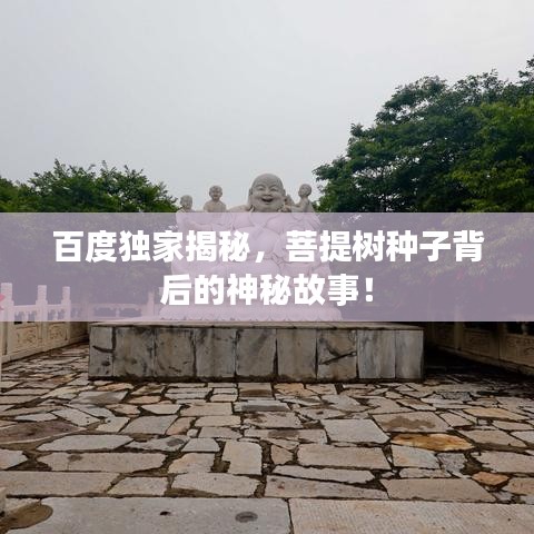 百度独家揭秘，菩提树种子背后的神秘故事！