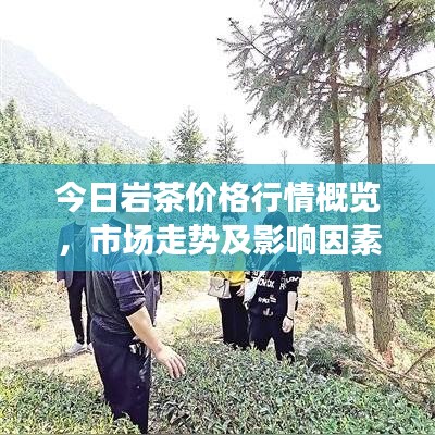 今日岩茶价格行情概览，市场走势及影响因素分析