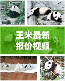 王米最新报价视频，洞悉市场动态，掌握投资机会，不容错过！