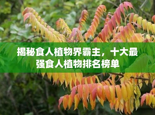 揭秘食人植物界霸主，十大最强食人植物排名榜单