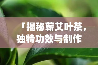 「揭秘蕲艾叶茶，独特功效与制作方法一网打尽！」