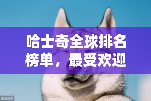 哈士奇全球排名榜单，最受欢迎的哈士奇TOP榜单揭晓！