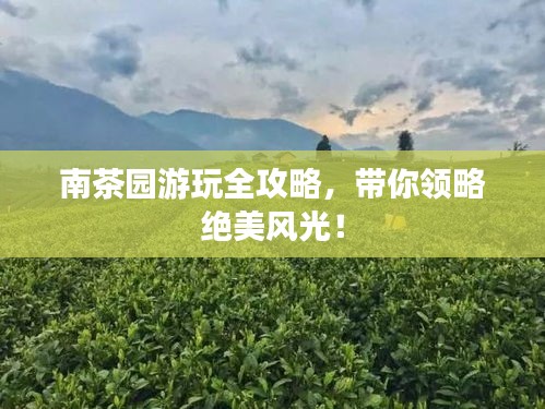 南茶园游玩全攻略，带你领略绝美风光！