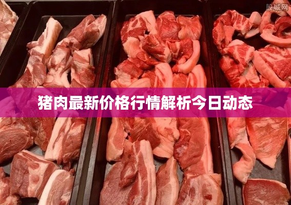 猪肉最新价格行情解析今日动态