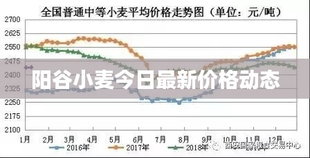 阳谷小麦今日最新价格动态