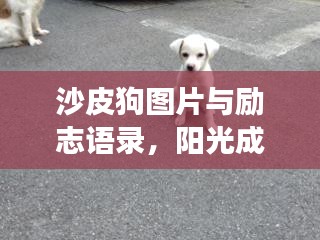 沙皮狗图片与励志语录，阳光成长，开启美好一天！