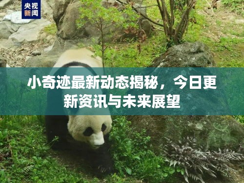 小奇迹最新动态揭秘，今日更新资讯与未来展望
